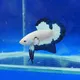 KS BETTA FARM (BUY n AUCTION)