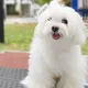 MALTESE TEACUPS PUPPIES
