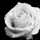 The White Rose DK