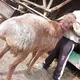 🐏TEPAQÓRG’ON QOYBOZOR🐏