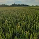 Россия Оптовая торговля зерном