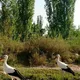 گروه آذربایجان⁩