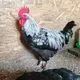Птицеводство Спб Куроцарство . Инкубационное яйцо , цыплята , куры