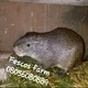 Fescos Grasscutter/Rabbit & Guinea Pigs farm.😍.