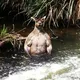 Flat Earth Australia - Discussions