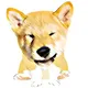 Floki Doge