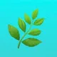 🌿 Flora Monte Черногория растения.
