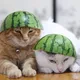 Пухнастики🍉
