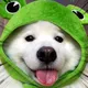 $FROGDOG CTO