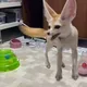 Funny Fennecs!