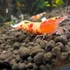 Gambas caridinas y neocaridinas