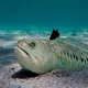 Спортивная рыбалка Грузия 🐠