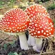 Грибы Калининград (грибники)