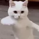 groovy cat 😼🕺