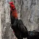 Jual beli ayam petarung