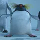Lovelace Cripto Calls 🐧