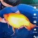 ХАМЁНБОП БАЛИГ БОЗОРИ