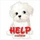 Help_maltese 🐾♥️