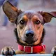 Chat Help PETS from Ukraine 🇺🇦: 🇨🇭Zürich. допомога для 🐶