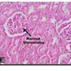 Histology Department - Benghazi