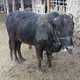 Qo'shko'l mol bozori