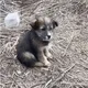КИЇВ ТА ОБЛАСТЬ ДОПОМОГА ТВАРИНАМ
