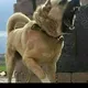 It_urushi va rasmlari va videosi