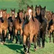 Жылқы группа🐎