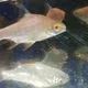 North Aquarist Singapore