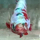 Jual beli ikan cupang bandung