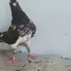Камагар N 1 учкур зотлар
