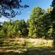 Кедровый Лес 🐿🌲🌲🌲