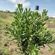 KILIMO TANZANIA