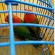 Komunitas LoveBird Surabaya (KLS)
