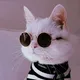 Котики