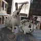 🐇QuyonchilarN1🐇#Uyda qoling! !