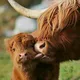 larg ruminant 🐄🐃