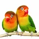 Komunitas Love Bird & Kenari Jakarta