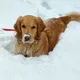 Устала как собака