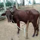 DIGNIFY LIVESTOCKS NIGERIA (Buy Cow, Ram, Goat, Sheep, Turkey 🦃