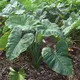 Les passionnées de la terre au 237🇨🇲