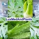 LuxMedAndPlants