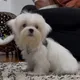 Maltese pupy for adoption and rehoming