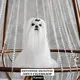 maltese__kennel_olga_kibeka