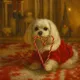 maltese_umi