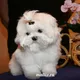 Щенки МАЛЬТЕЗЕ ❤️ МАЛЬТИЙСКАЯ БОЛОНКА И МАЛЬТИПУ питомник DAILY LOVE www Maltiz.ru❤️ продажа