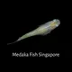 Medaka Fish Singapore