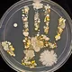 Microbiology🧫