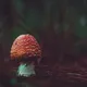 Мухоморы - чат | микродозинг Алматы