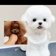 China Teddy, Bichon, Maltese, Chihuahua, Spitz